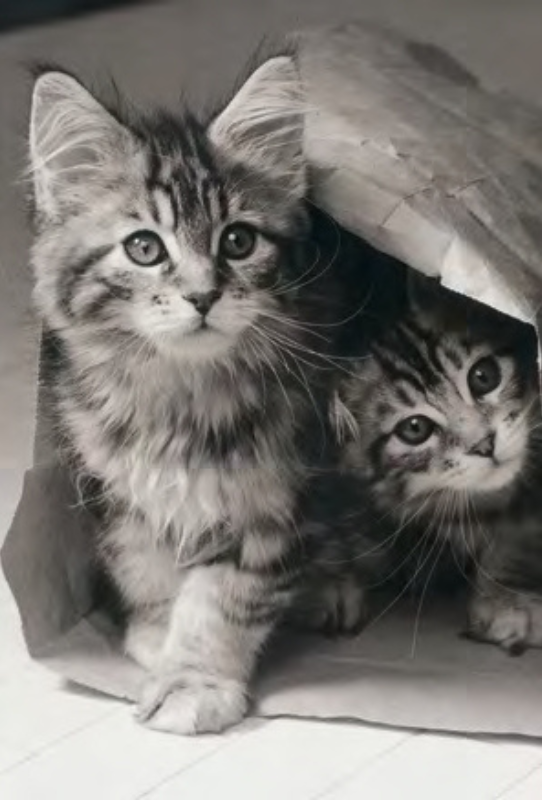 DUO CHATONS