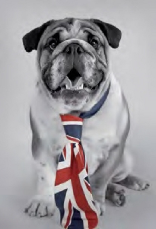 BOULEDOGUE CRAVATE