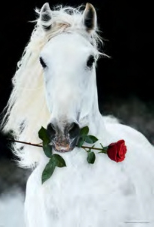 CHEVAL AVEC ROSE