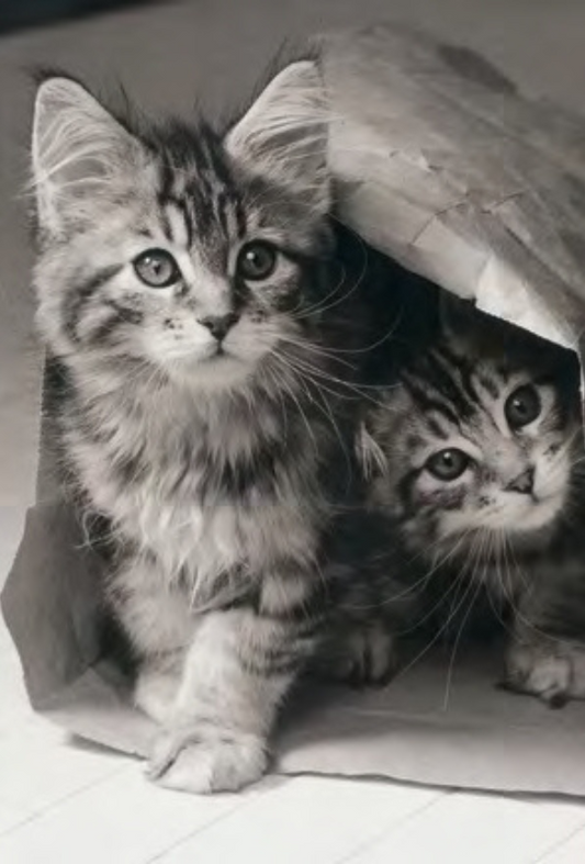 DUO CHATONS