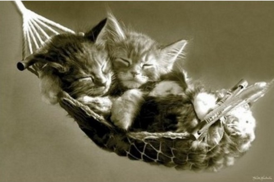DUO CHATONS DANS HAMAC