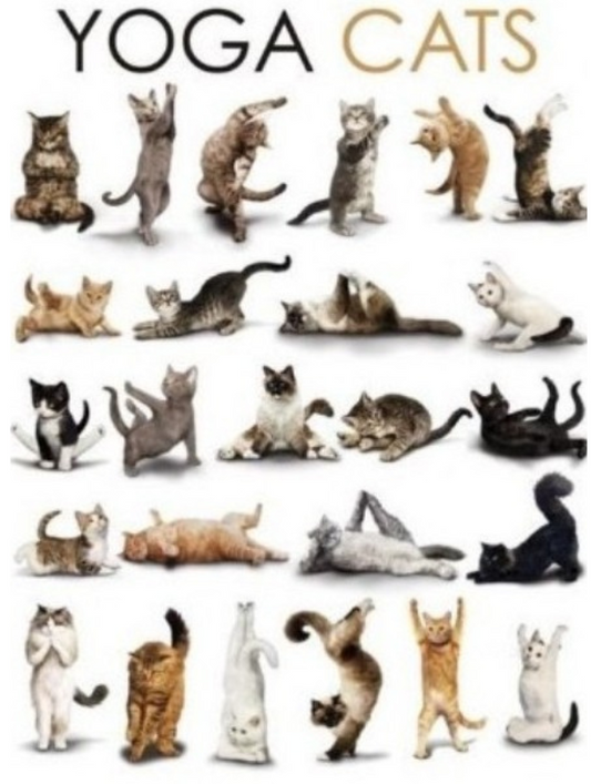 YOGA CATS