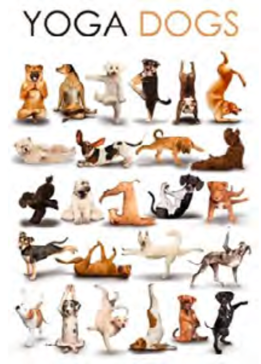 YOGA DOGS
